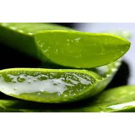 combo 5 cây giống nha đam( cây lô hội )