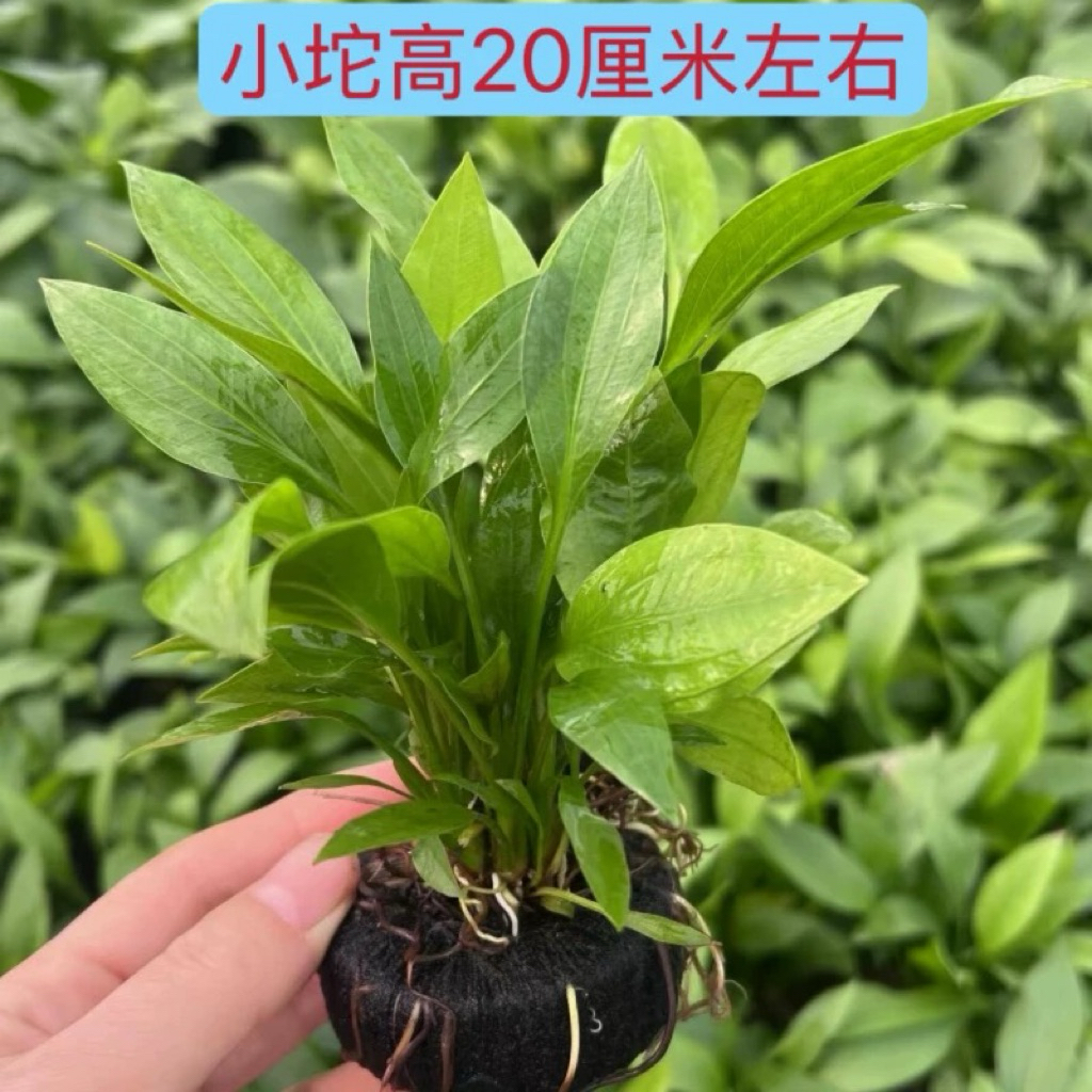 [ SIÊU RẺ ]Echinodorus - 10 Cây Lan Nước (Có Rễ) -KHÔNG CO2- Cây Thuỷ Sinh