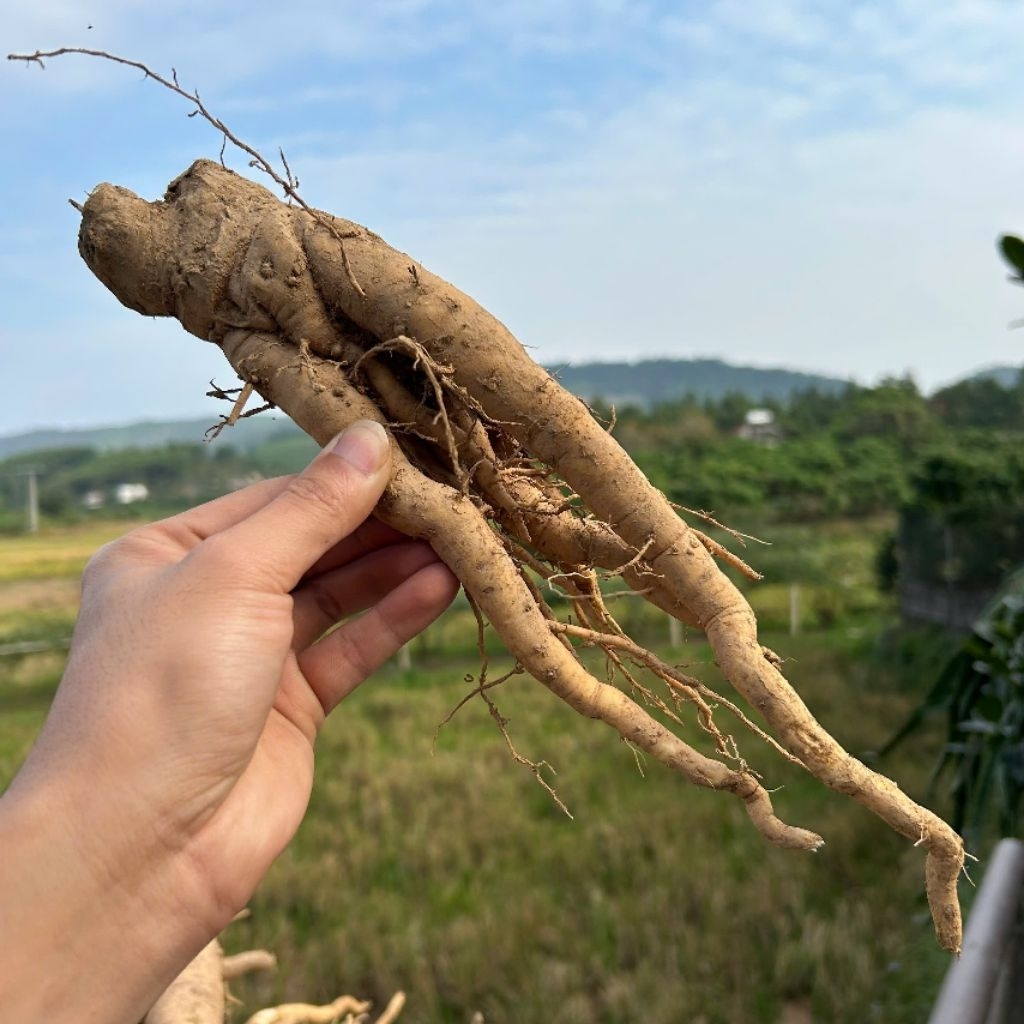Sâm Béo Trắng Tươi _ Dược Liệu Quý Hiếm