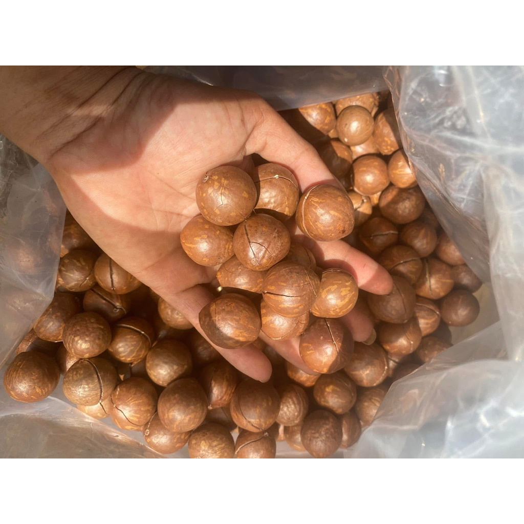 Macca Sơn Lang kbang