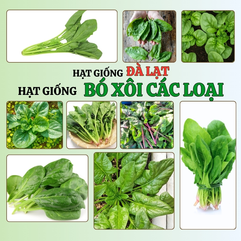 5 Gram  - Hạt Giống Cải Bó Xôi Đà Lạt