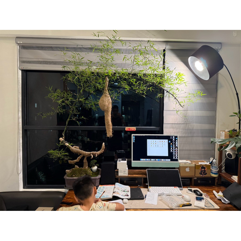 Cây Tre Bonsai thành phẩm đủ gốc lá chậu | Tre lá nhỏ