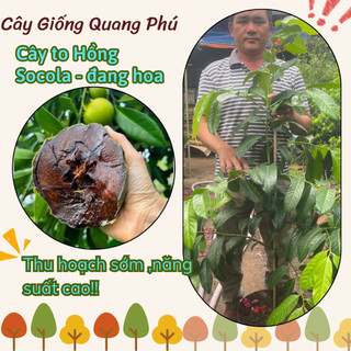 CÂY TO-HỒNG SÔ-CÔ-LA