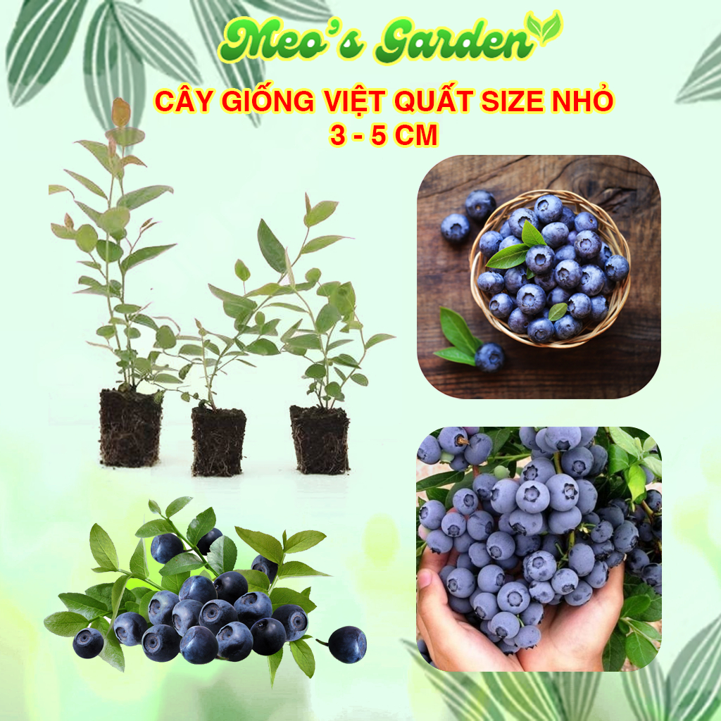 Cây giống việt quất tứ quý size nhỏ từ 2 - 5 cm cây giống khỏe thích hợp với nhiều điều kiện khí hậu dễ trồng tại nhà