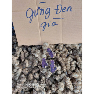 Gừng Đen - Ngải Đen - Ngải Tím - Vàng Đen của núi rừng - Hàng mới chuẩn loại 1
