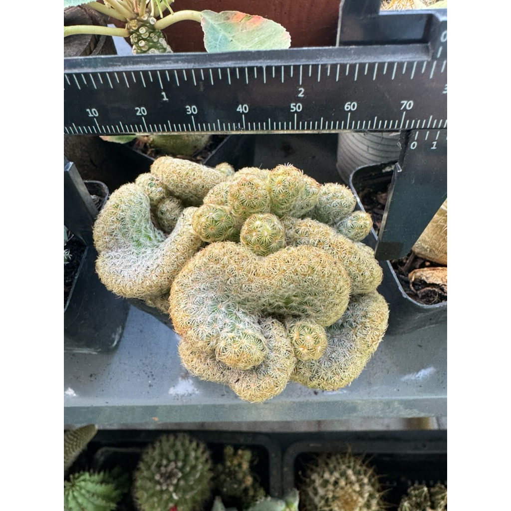 XƯƠNG RỒNG CHRIS NÃO XOẮN