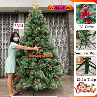  Cây Thông Noel A6 Cước Nở Hoa Gắn Trái Đỏ Mẫu 2025 1m2 - 3m6 Trang Trí Giáng Sinh Công Ty  Khách Sạn 