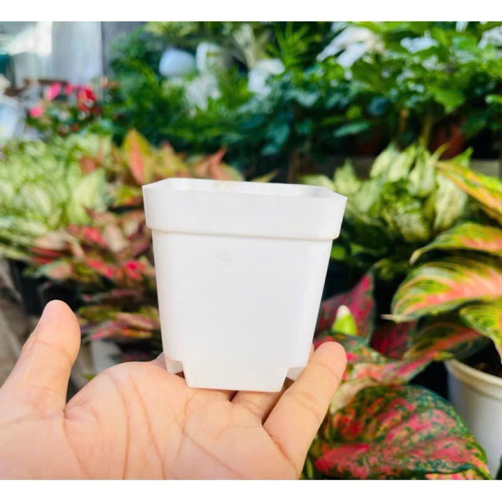 Chậu Nhựa Đã Qua Sử Dụng Về Ươm Mầm Sen Đá, Thay Chậu Cho Sen Đá, Chậu Nhựa Thoát Nước Tốt