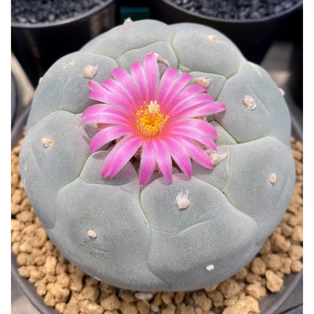 ☘️ Xương Rồng Lopho Frici Sz 2.5-3.5cm☘️ Xương Rồng Lophophore Không Gai Đường Kính 3-4cm