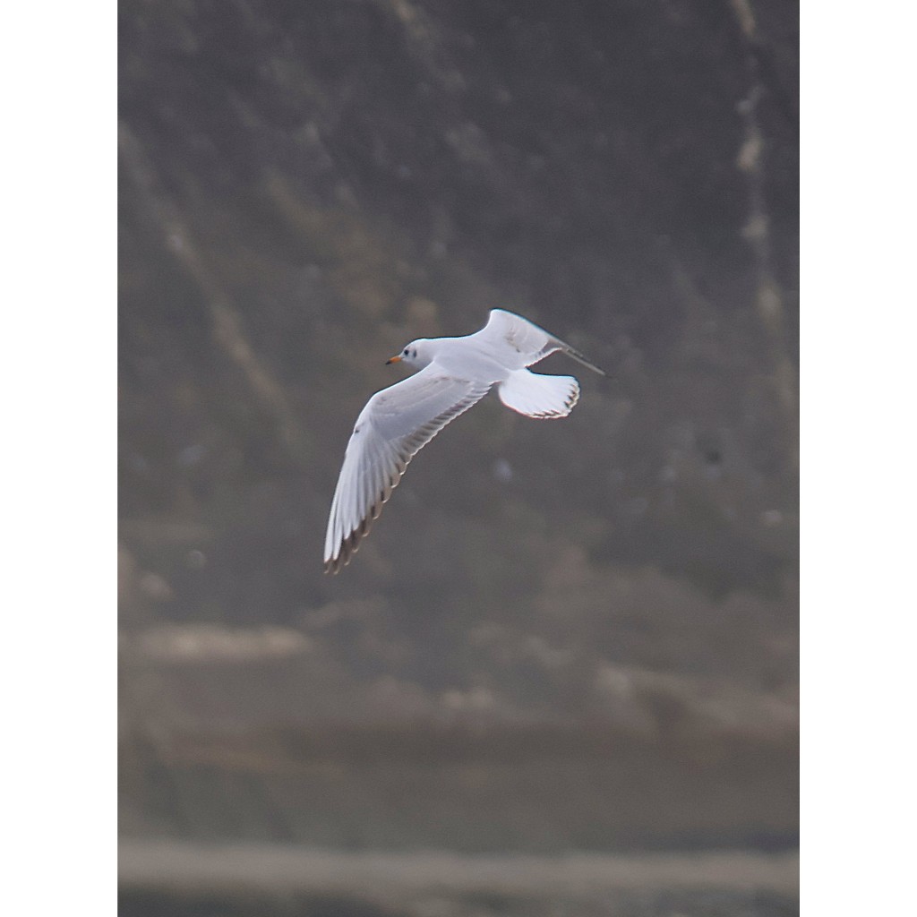 Ống kình tamron 100-300mm for canon ef (full frame - hàng mới về) - Ống kính Canon EF