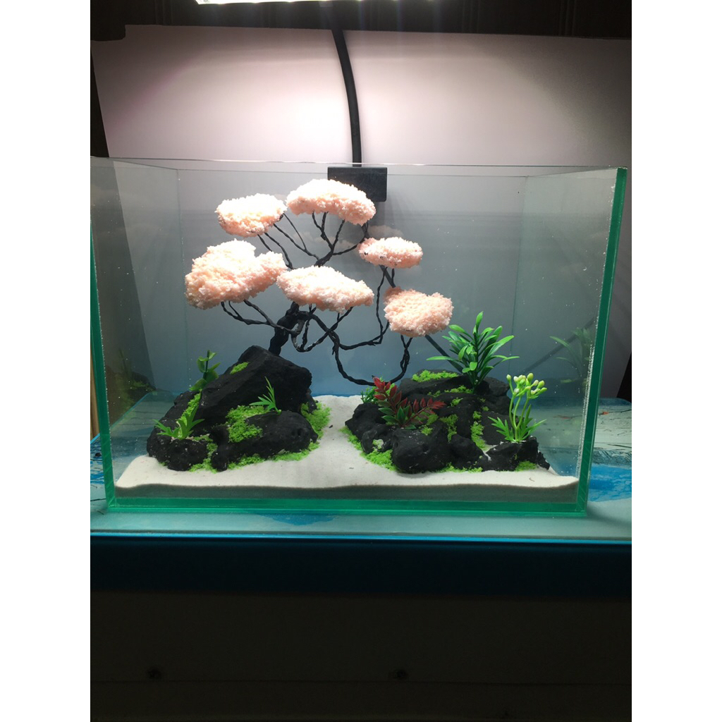 Layout Setup sẵn kèm bể cá 30x20x20cm