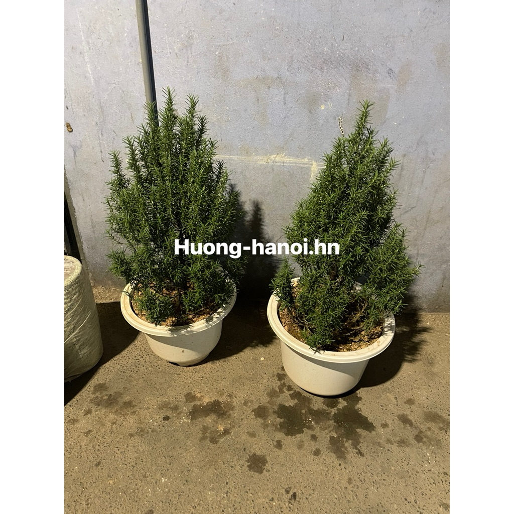 1 chậu Cây hương thảo
