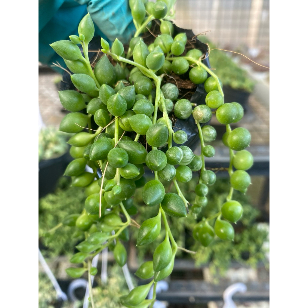 Cây Sen đá mắt nai hạt ngọc dài🌵 ❣ [Chính hãng]⚡ [Ảnh thật] ❤ [FreeShip] ✈ [Có sẵn]