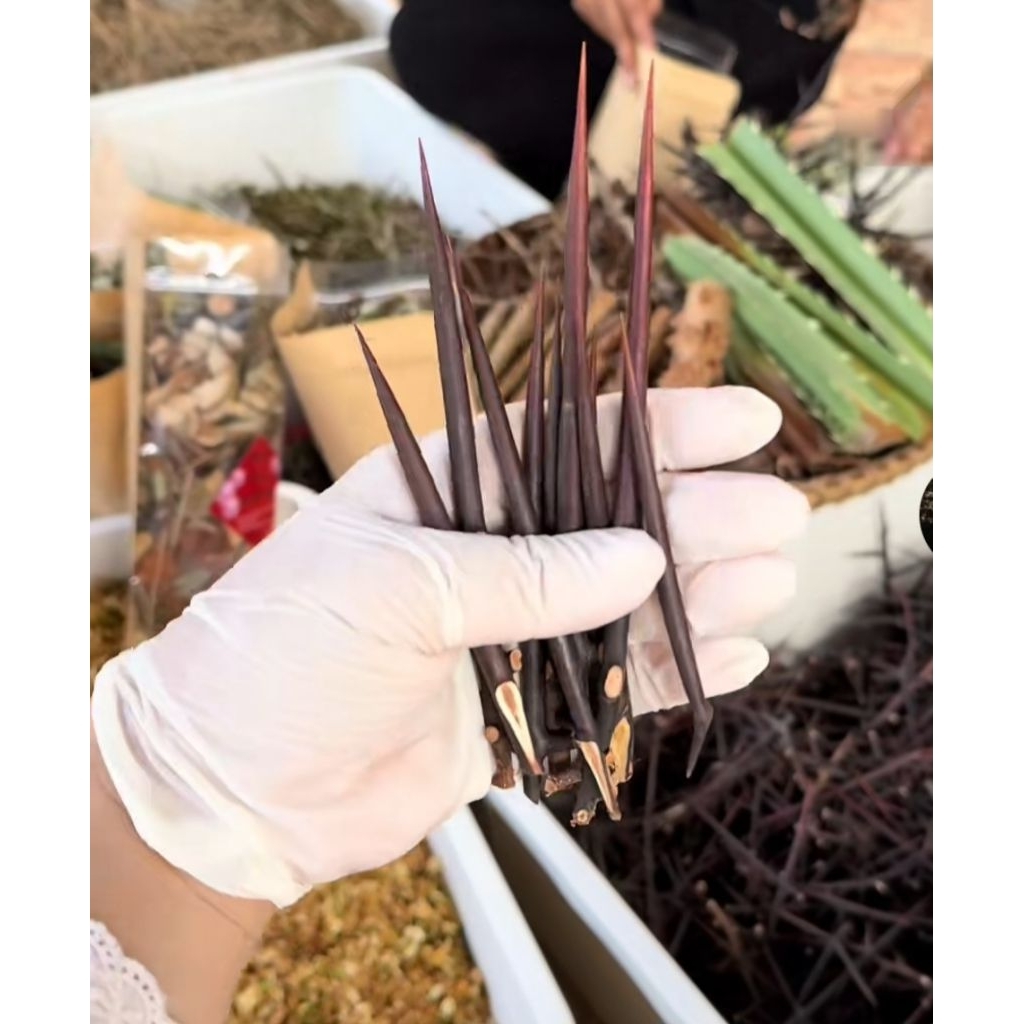 1 Ký Gai 9 Loại Gai/ Gai 7 Loại Gai Xông Nhà