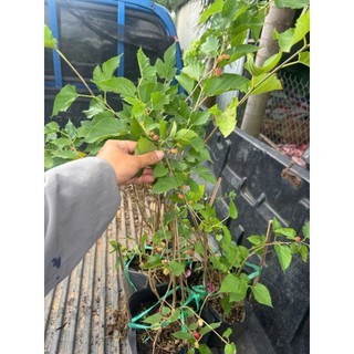 Cây Dâu Tằm đang siêu trái.