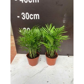Chậu cây cau tiểu trâm có 2 size nhỏ cao 15cm và nhỡ 25cm để bàn làm việc xinh xinh