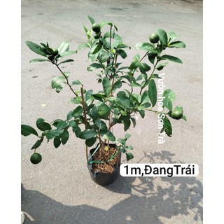(VHST giao trong ngày) CÂY CHANH TA (TỨ QUÝ) đang hoa/trái.