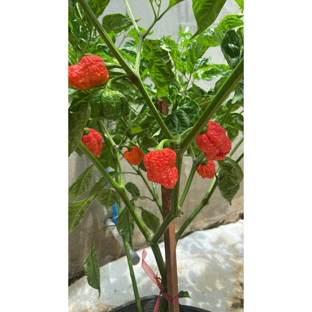 (HAI) 2 cây giống ớt carolina reaper red