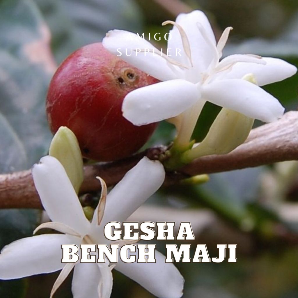 [NGON BỔ RẺ] hạt rang cà phê gesha Bench Maji Natural