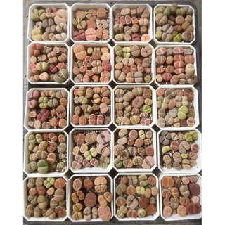Lithops mix