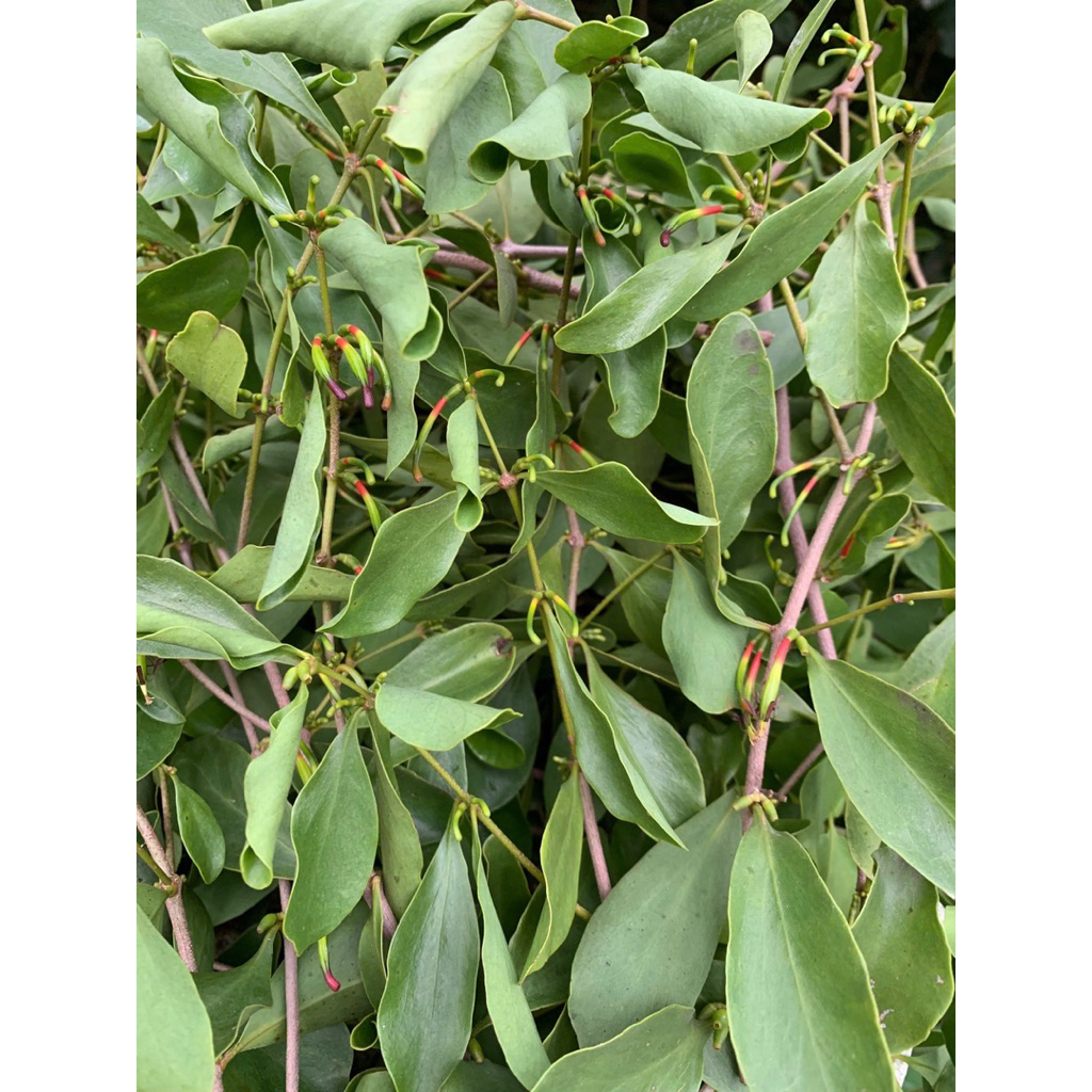 Tầm gửi cây dâu (tang ký sinh)