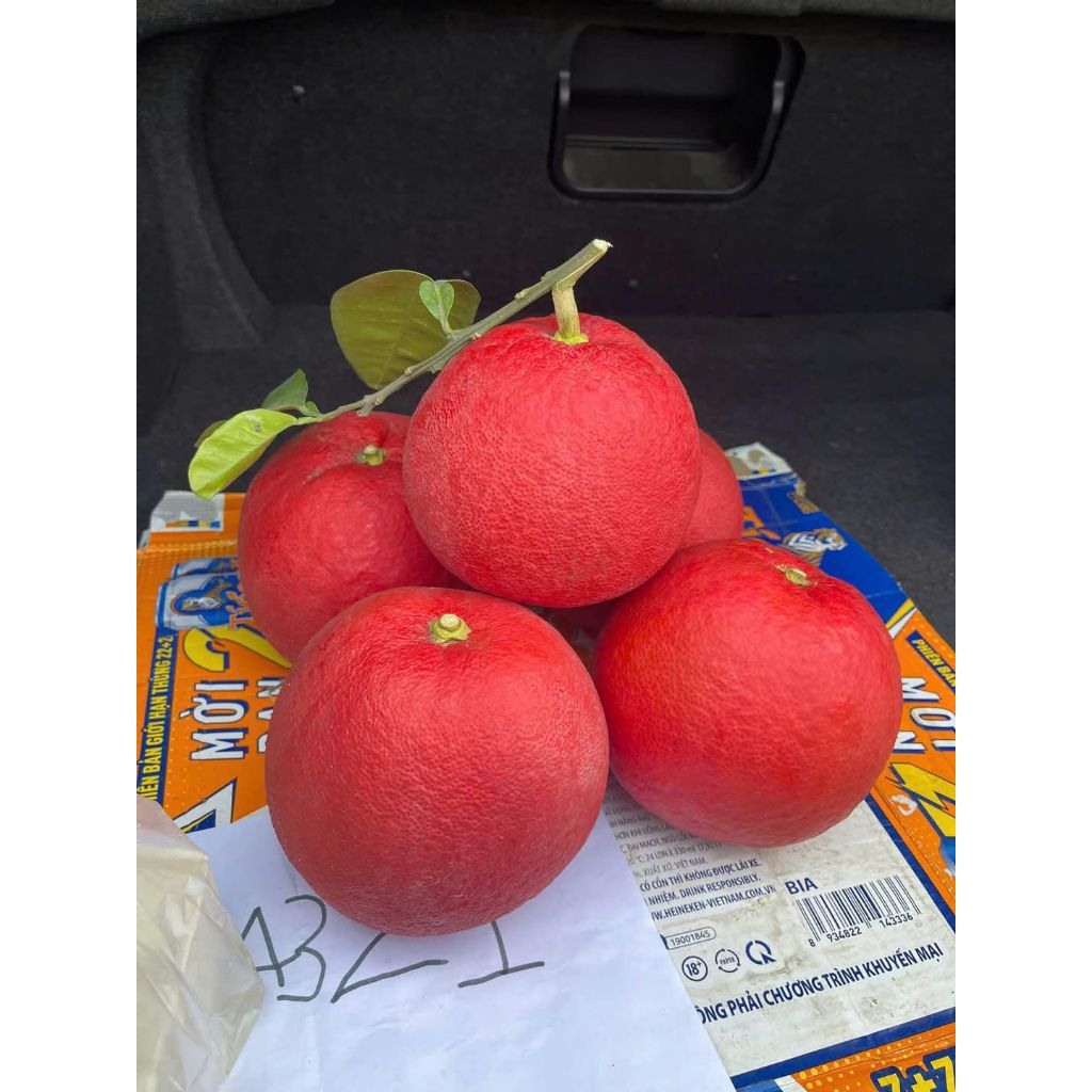 Bưởi đỏ Chưng 1/12 âm lịch 2025