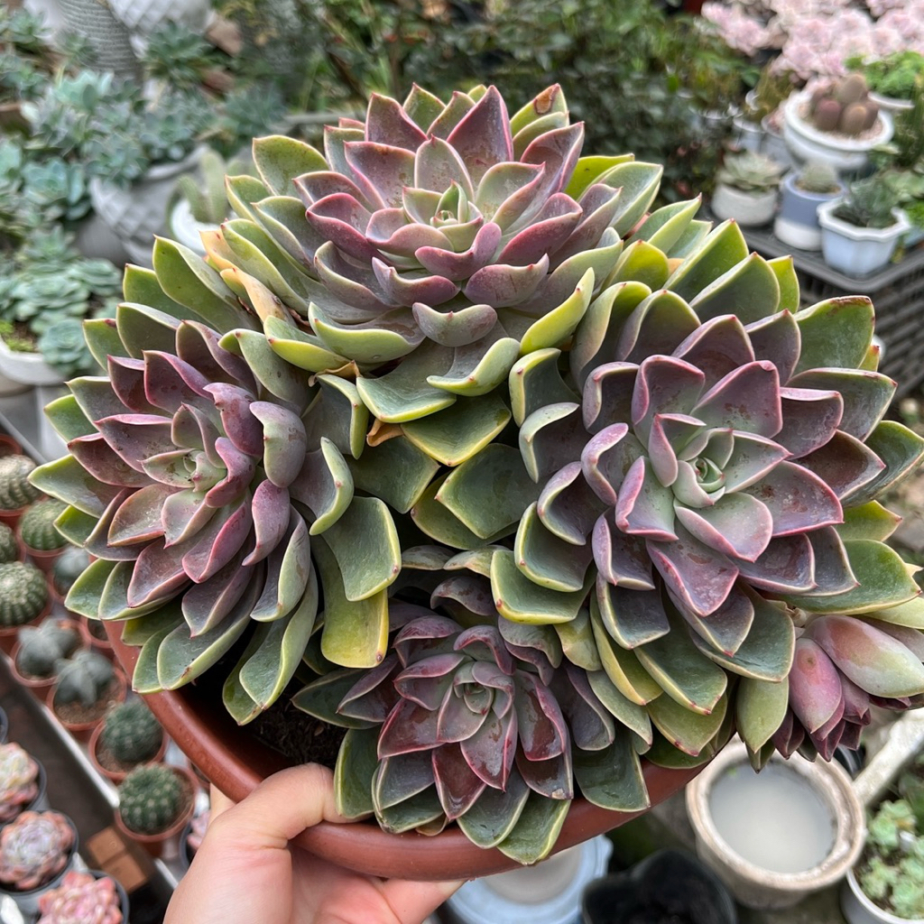 Sen đá Tai Voi Tím thụ 1 gốc, chậu 25cm