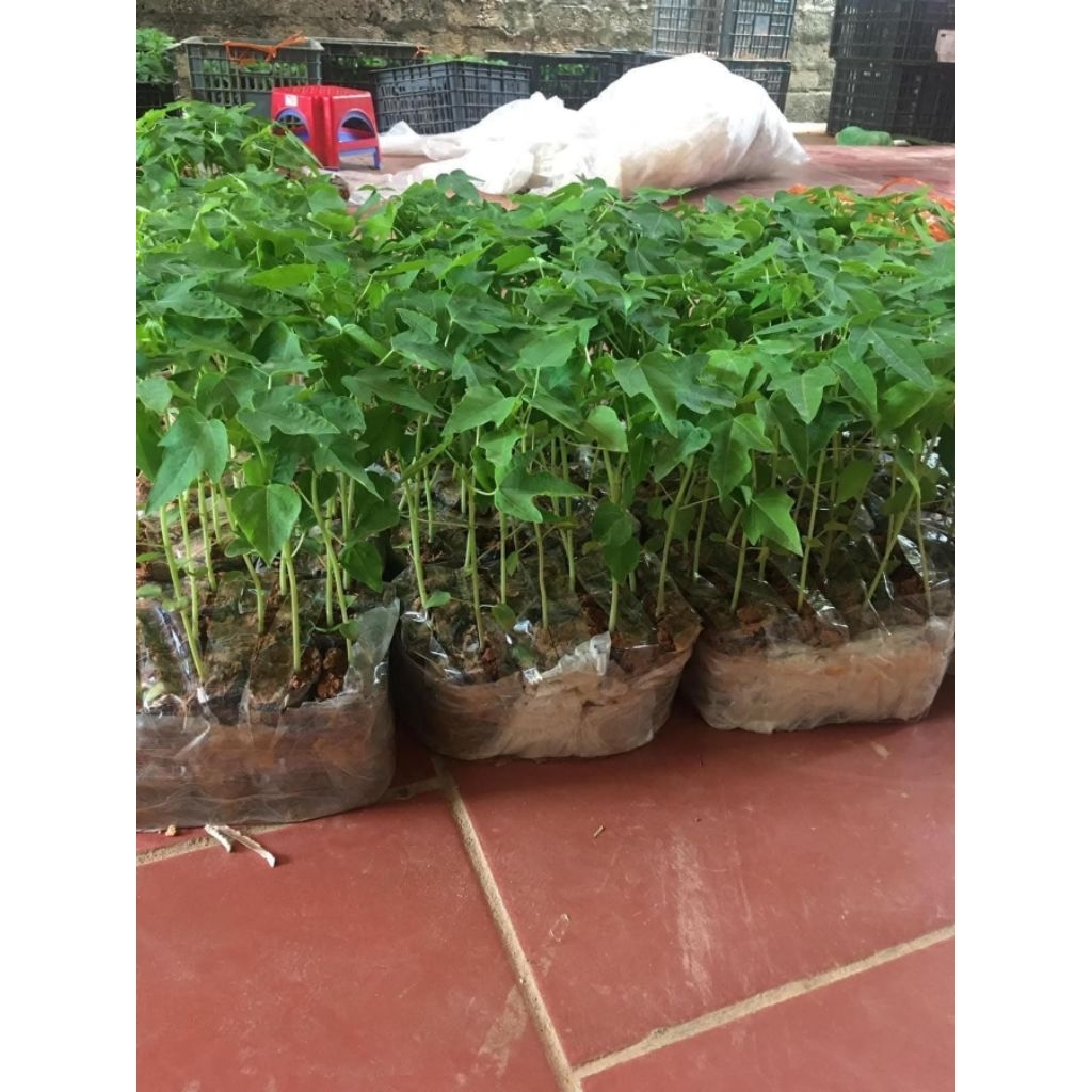 Combo 10 cây giống đu đủ vỏ đỏ ruột đỏ