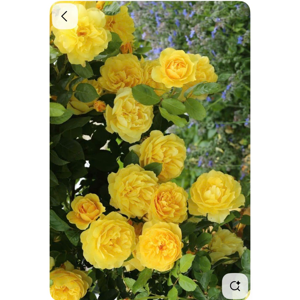 COMBO 5 GỐC HOA HỒNG CATALINA – RỄ TRẦN 🌹 màu vàng