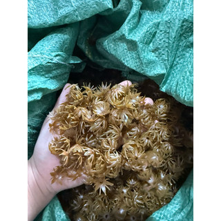 100g đài phụ kiện làm hoa HandMade