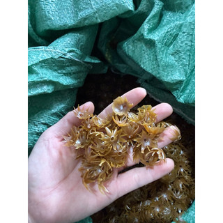 100g đài phụ kiện làm hoa HandMade