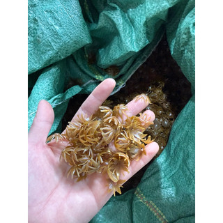 100g đài phụ kiện làm hoa HandMade