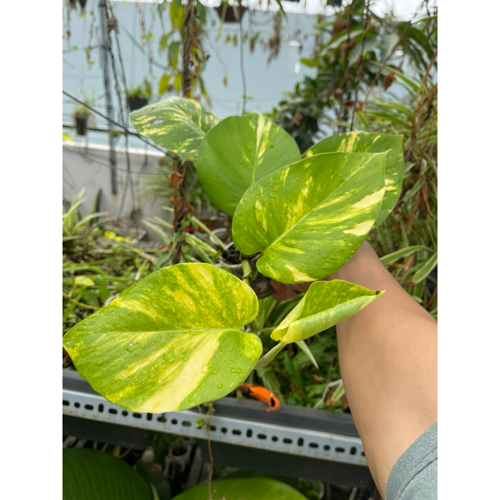 Cây giống Trầu ông lá lớn (Epi mable queen / var)