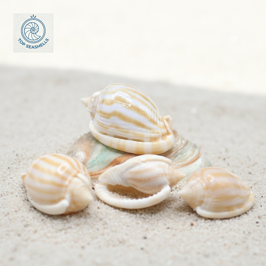 Vỏ ốc Cassidae Phalium ( vỏ ốc Tỏi ) - Vỏ ốc mượn hồn - Vỏ ốc trang trí nhiều kích thước.