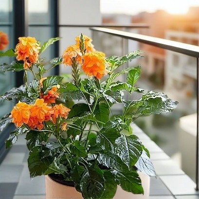 Chậu Cây Hoa Kim Đồng Cam – Sắc Cam Tươi Trang Trí Ban Công & Lối Đi Sân Vườn – TH Farm Decor Series
