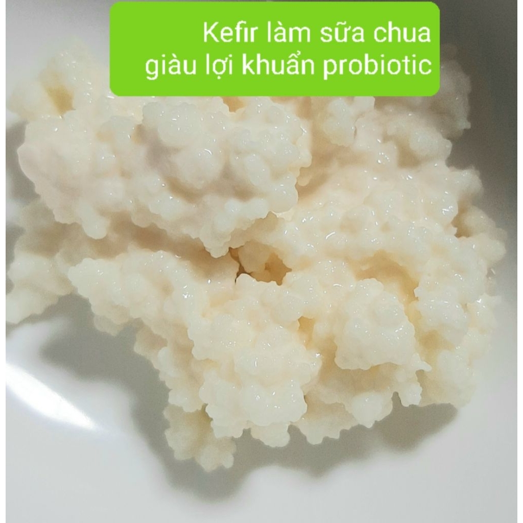 Nấm kefir (kefir grains)-nấm làm sữa chua giàu lợi khuẩn.