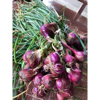 [1kg ] CỦ HÀNH TÍM SÓC TRĂNG, THƠM NGON