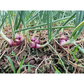 [1kg ] CỦ HÀNH TÍM SÓC TRĂNG, THƠM NGON