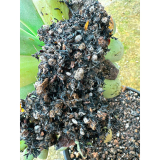 Combo 10kg Đất trồng cây sen đá , xương rồng mix các loại