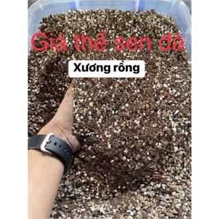 Combo 10kg Đất trồng cây sen đá , xương rồng mix các loại