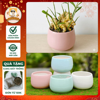  Chậu trồng gừng gốm sứ trồng cây cảnh sen đá mini để bàn dáng hạt dẻ thiết kế độc đáo chất liệu bền đẹp 