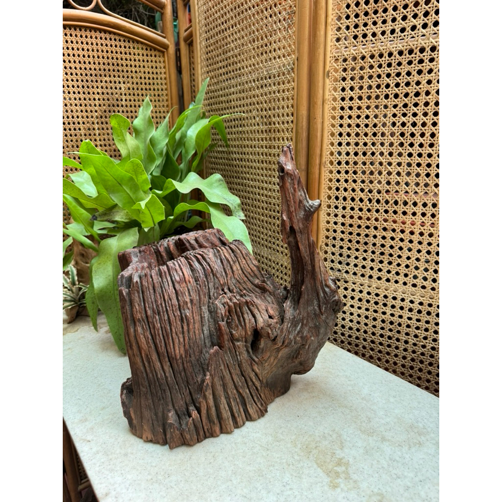 LK18 - Lũa thuỷ sinh, Lũa gỗ, Lũa khối