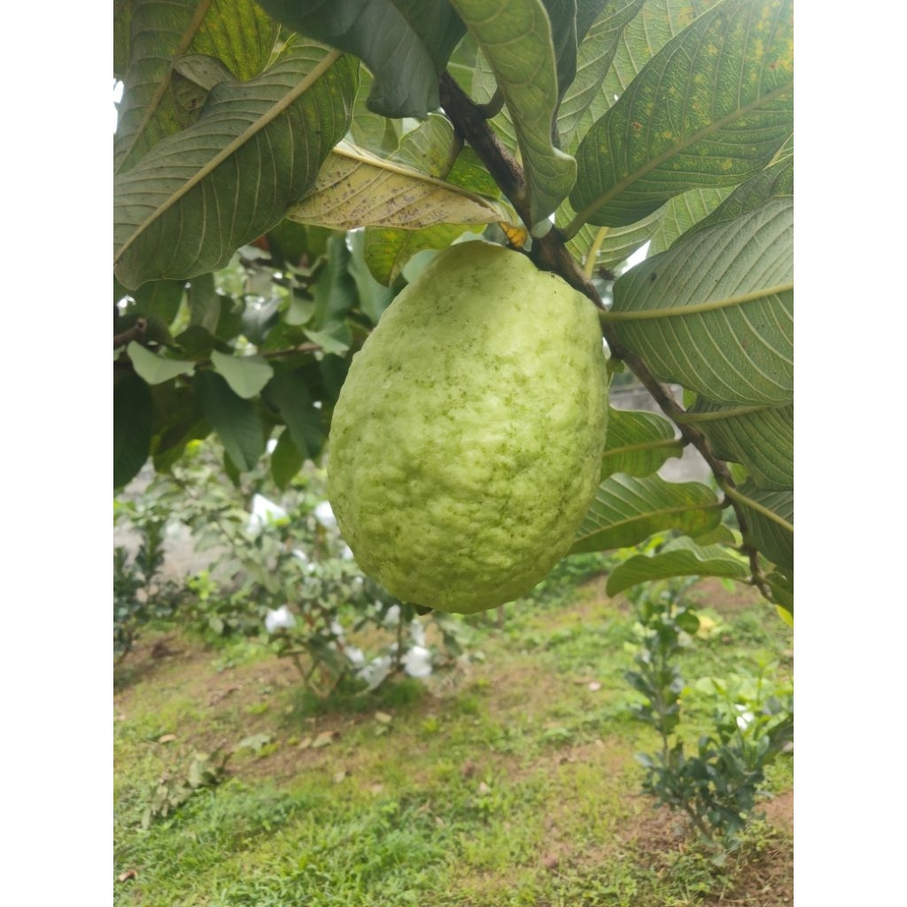 cây giống ổi thái sần lục ngạn