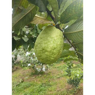 cây giống ổi thái sần lục ngạn