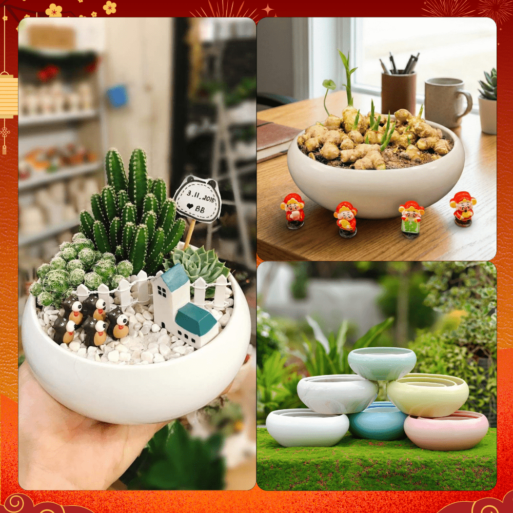 Chậu Gốm Sứ Ang Bo Dùng Chậu Trồng Gừng, Cây Cảnh Mini, Trang Trí Phòng Khách, Để Bàn Sang Trọng