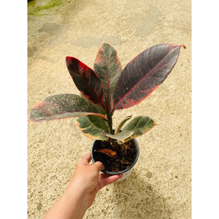 Chậu đa búp đỏ cẩm thạch - Ficus Elastica Tineke