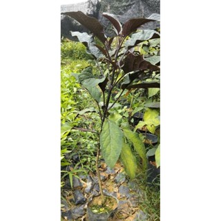 cây giống hoa thiên phúc -hoa pháo bông cây giống chất lượng