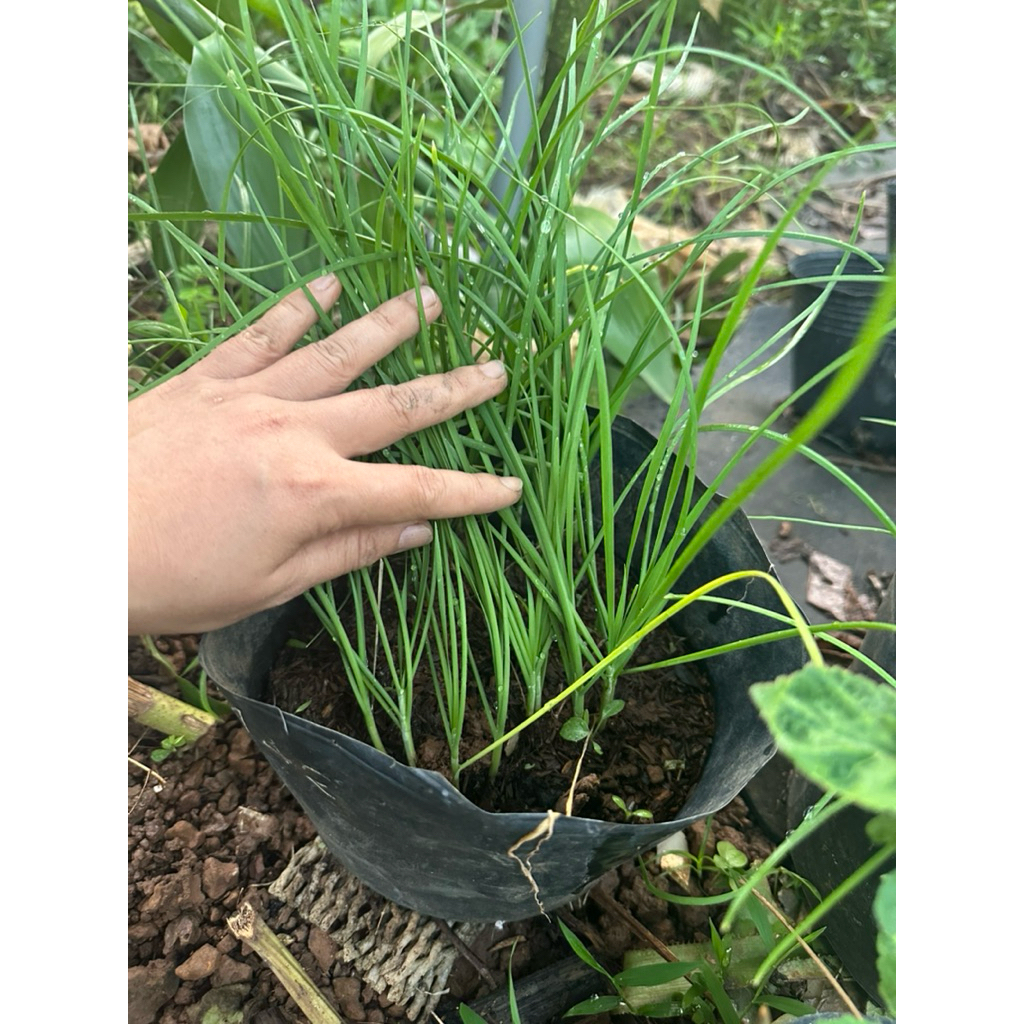 Chậu cây giống hẹ sẻ Miền trung[Ship Miền Nam]