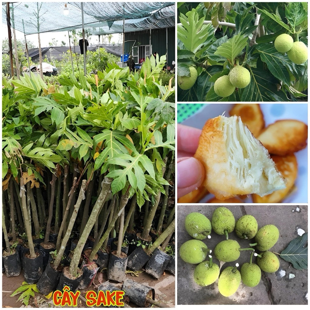 Cây sake ( ảnh cây số 2 ) - tặng phân bón