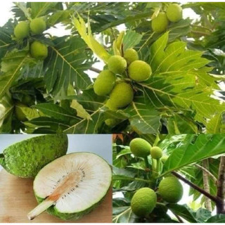 Cây sake ( ảnh cây số 2 ) - tặng phân bón